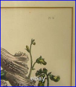 Antique Pair Botanical Floral Iris Print Wood Carved Folk Art Deep Well Frames